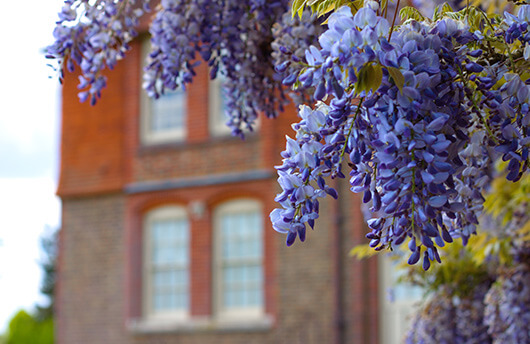 A period building with wisteria.