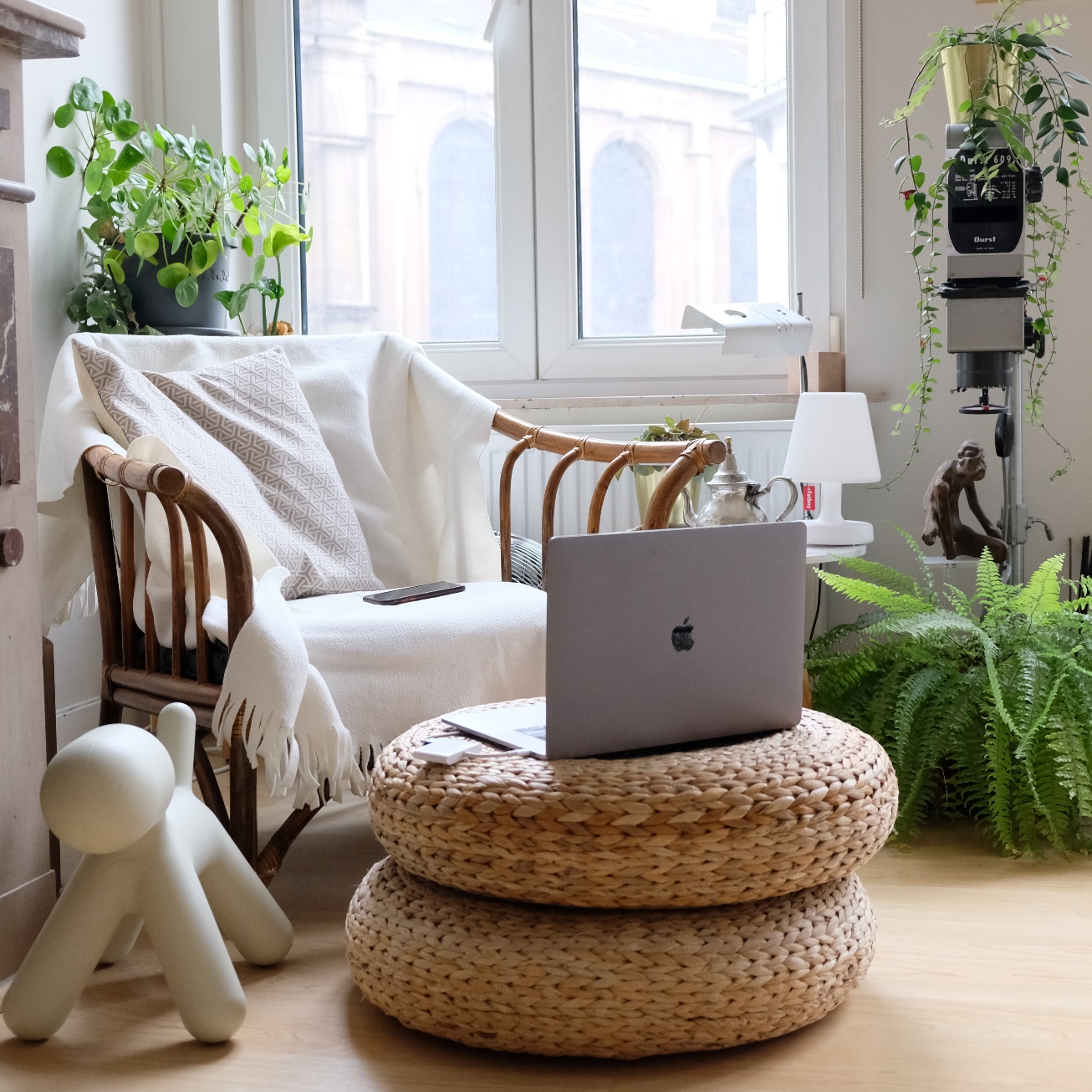 A picture containing window, indoor, plant, decorated
Description automatically generated