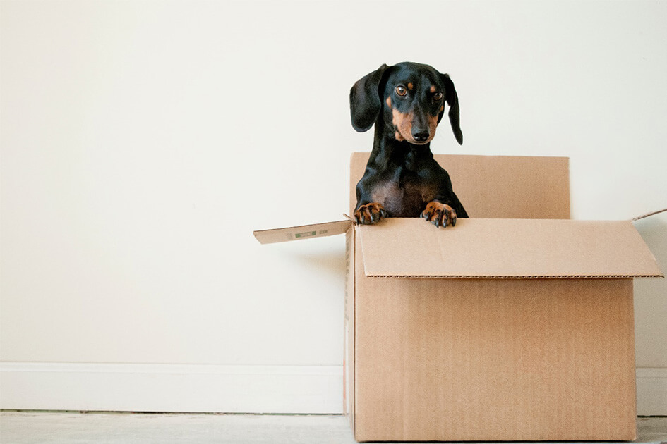 pet dog on moving day