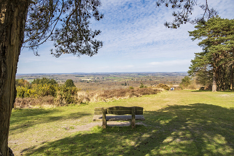 east grinstead woodland