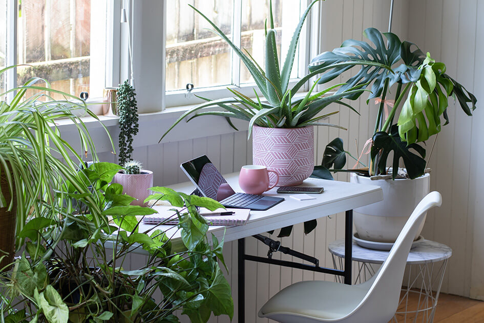 A desk with house plants and a laptop.
