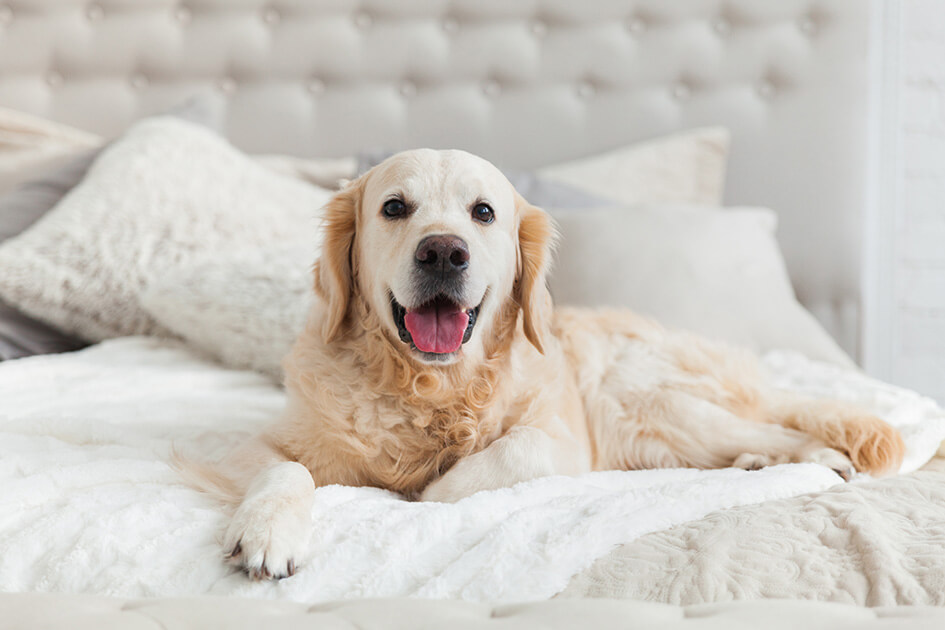 A dog on a bed.