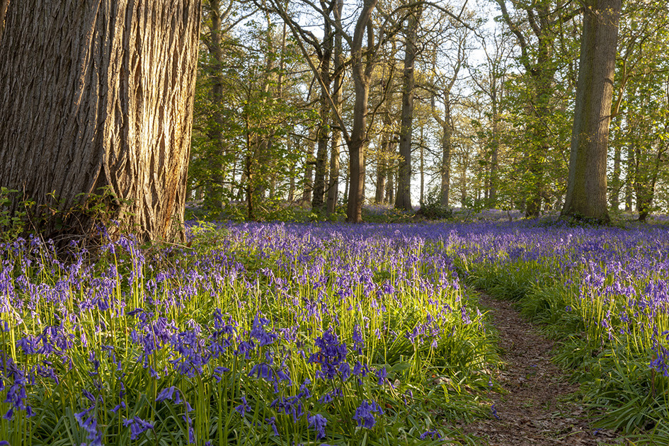 Bluebells at Rockinghill Wood, Standen House to East Grinstead