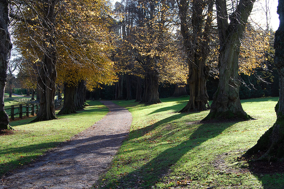 The Winter Walk at Nymans, West Sussex