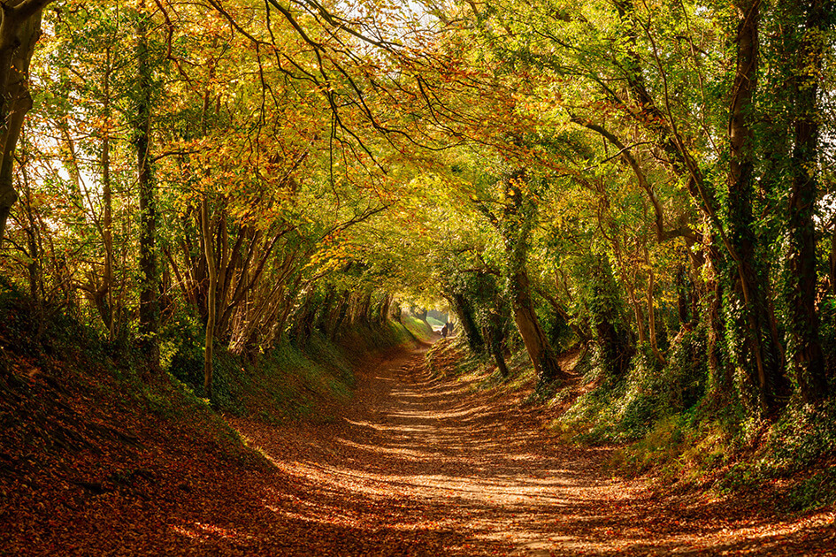 An autumnal scene in the forest.