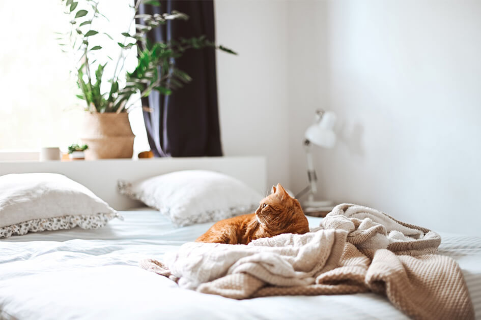 A cat on a bed