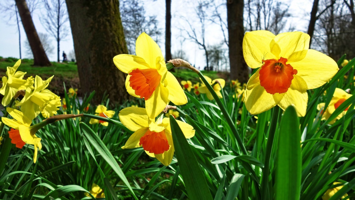 Daffodils in a field.