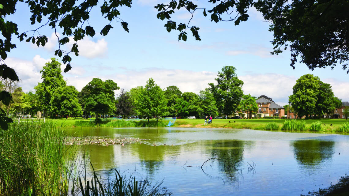 A large pond with ducklings.