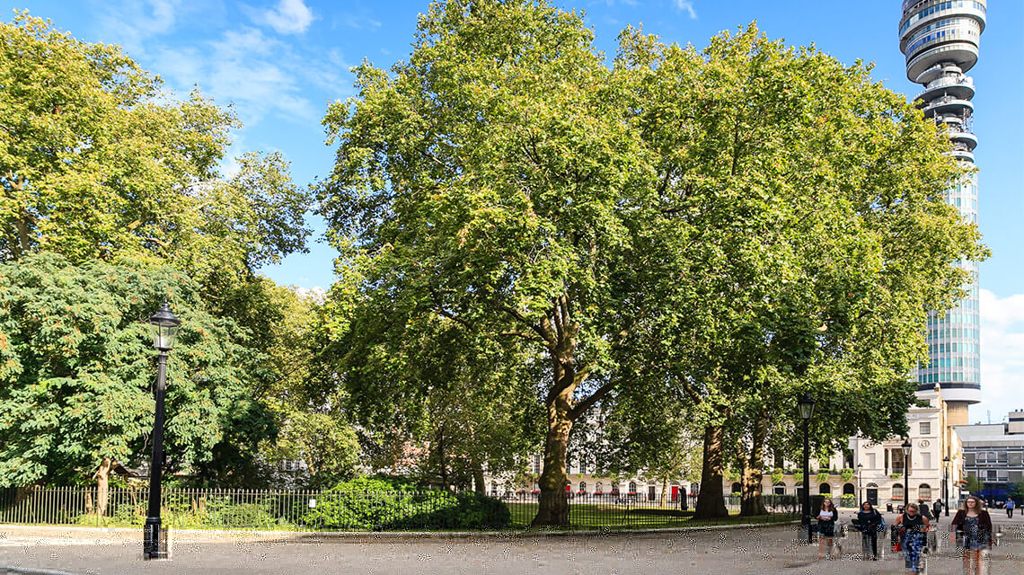 Green space in Fitzrovia